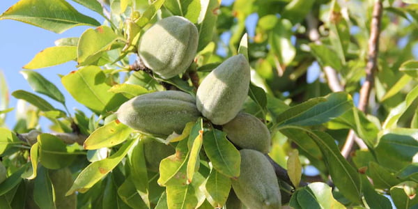 تصویر 4 از قیمت بادام پایه تلخ با کیفیت ارزان + خرید عمده
